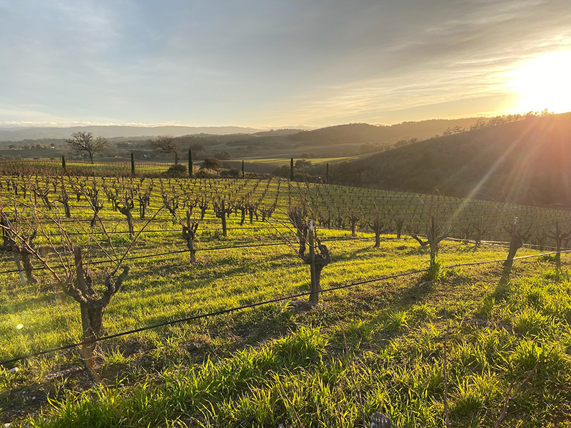 vineyard-sweeping-winter-sun